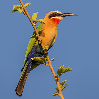 Lower Zambezi - White-fronted bee-eater